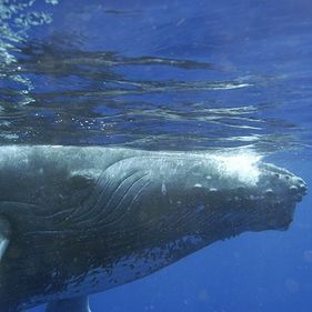 Humpback whale