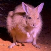 Mala (rufous hare-wallaby)