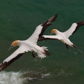 Australasian gannets in flight over the water. Photo by Alan Danks