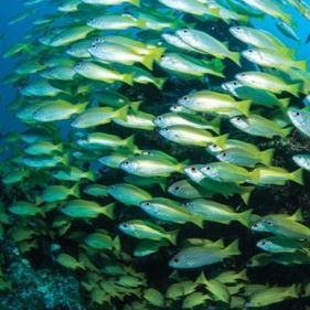 A school of Yellow-lined snapper fish