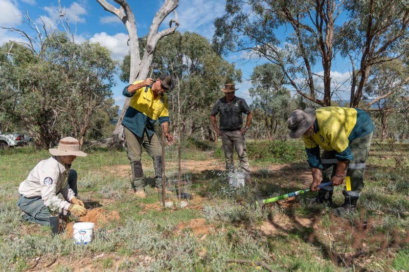 Staff are seen planting seedlings of the endangered Small Purple Pea (Swainsona recta)..