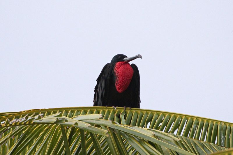 Greater frigatebird with a red throat and chest perched on a palm.