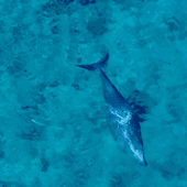 A top-down look at a Dugong swimming through the blue ocean at Ashmore Reef