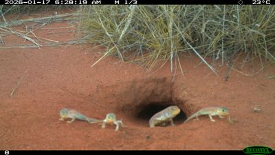 A family of Tjakuṟa outside their burrow.