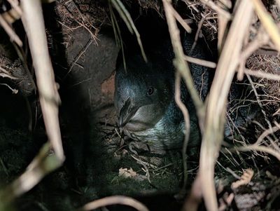 Little penguin in burrow .