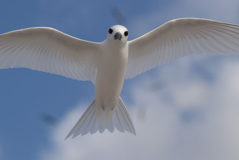 White seabird flies above.