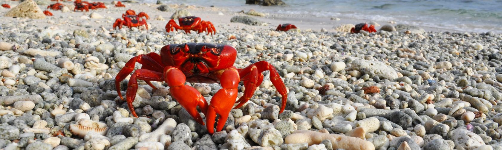 Red crabs at Christmas Island