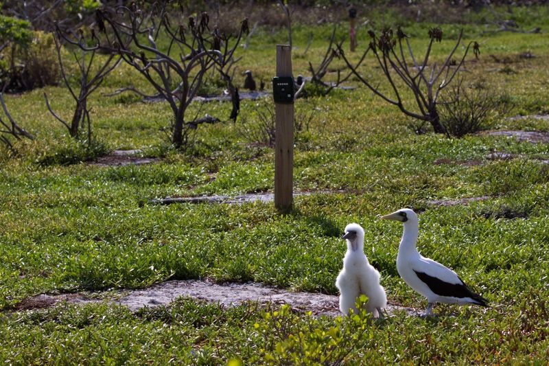 Two shorebirds and a seabird nesting camera in the background.