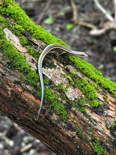 Christmas Island blue-tailed skink on a mossy log.