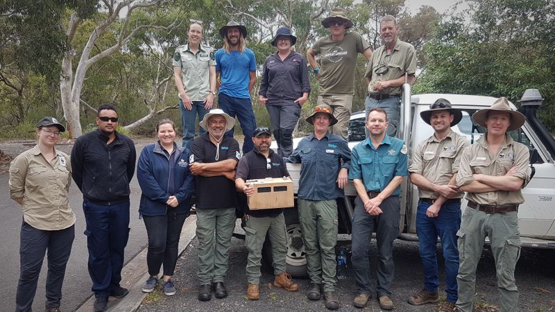 Eastern Bristlebird Capture Team. Credit Parks Australia.