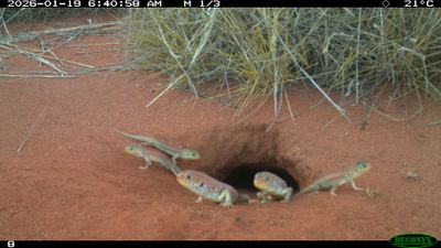 A family of Tjakuṟa outside their burrow.