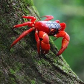 A Red Crab on a tree trunk