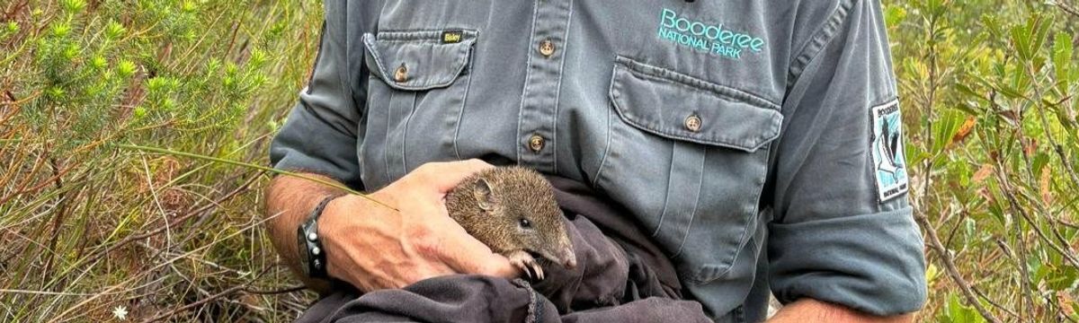 Southern brown bandicoot being held by a Booderee Park Ranger
