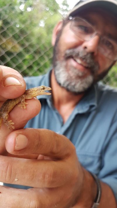 Christmas Island National Park ranger Kent Retallick with a Lister’s gecko at the park’s research facility known as the “Pink House”.