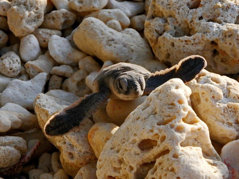 Turtle on dried coral.