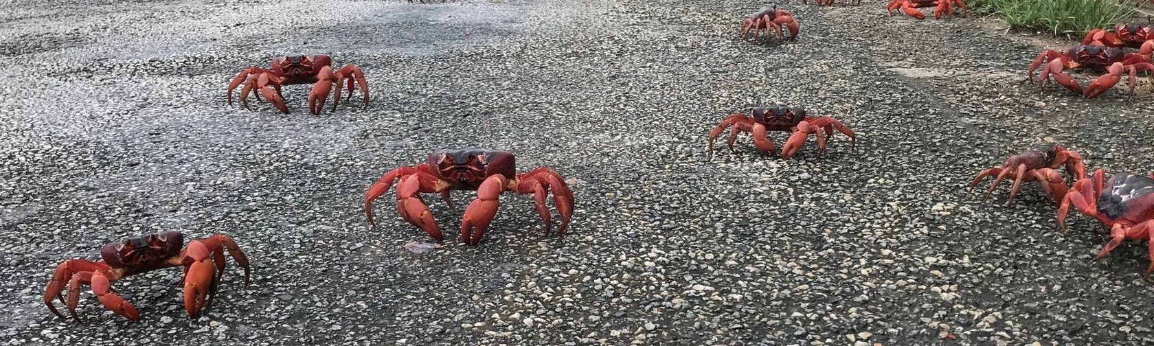 Christmas Island Red Crab Migration