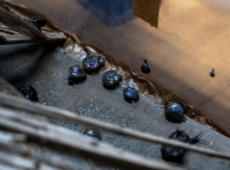 Several Campbell's keeled glass snails sitting on concrete, some climbing a glass wall. They have dark shells that reflect light in a rainbow of colours, like an opal.