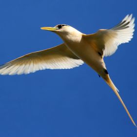 White-tailed tropicbird. Photo: Ian Montgomery / Christmas Island Tourism Association