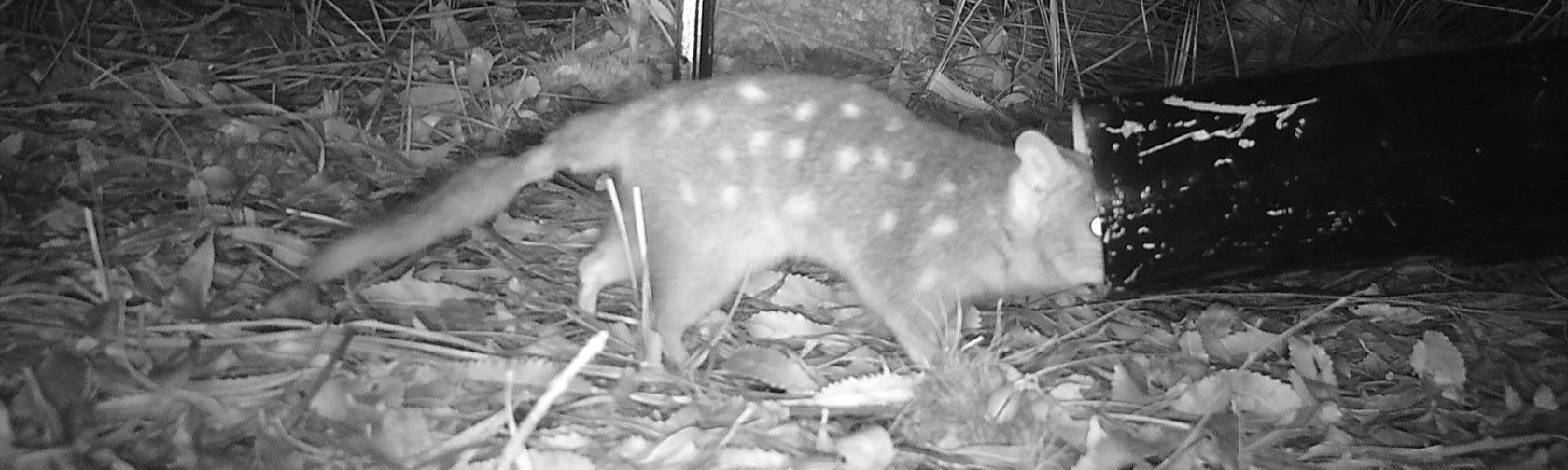 Quoll feeder