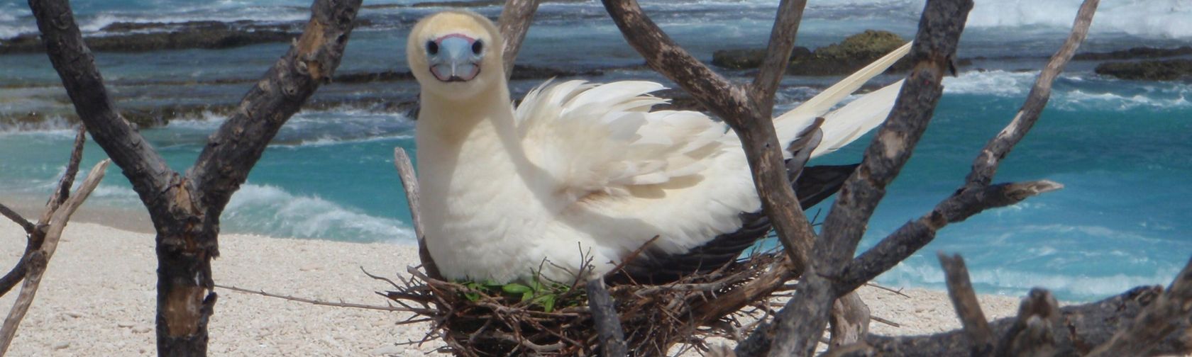Red footed booby nesting
