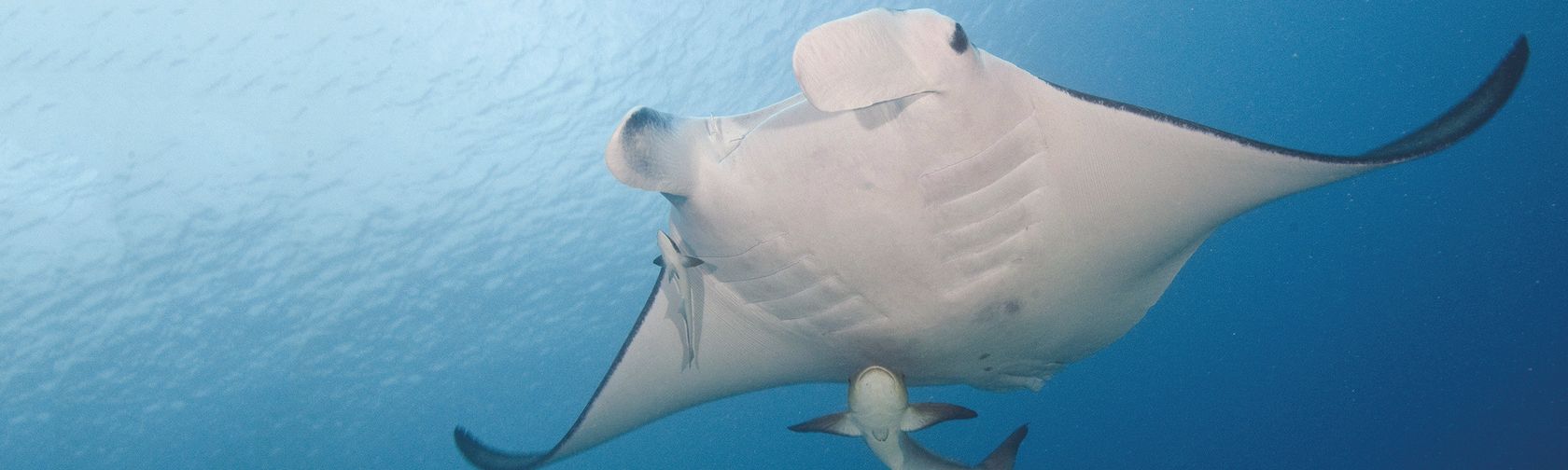 Manta ray