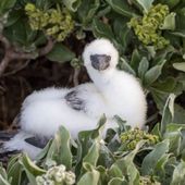 A fluffy, white Red-Footed Booby chick sitting in green vegetation, staring directly at you