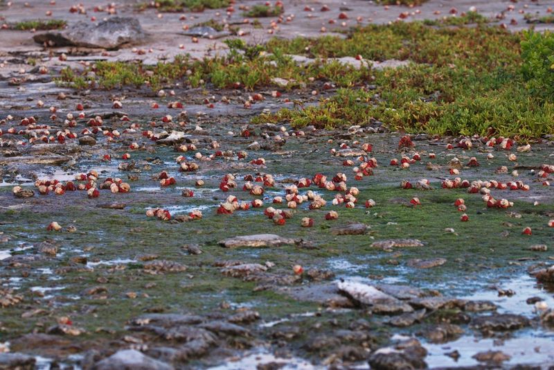 Hermit crabs on the ground at Pulu Keeling.