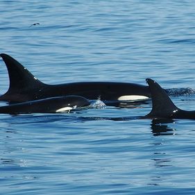 Orcas at Bremer Marine Park. Photo by David Govoni.