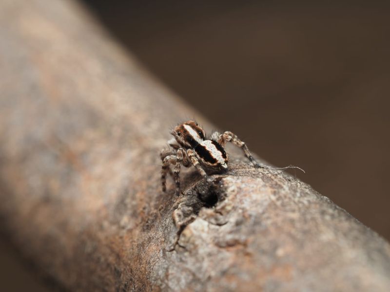 Jumping spider. Credit Joseph Schubert