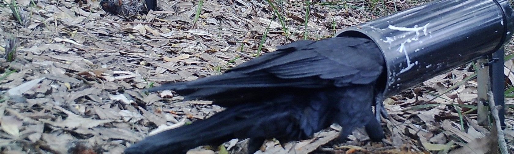 Raven in the quoll feeder