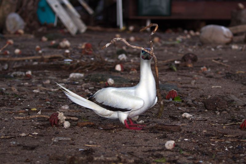 Red-footed booby with branch in its beak.