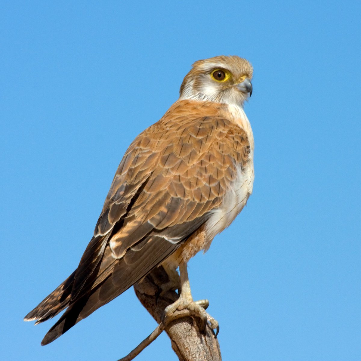 falcon bird of prey