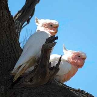 Pair of Major Mitchell's cockatoos. Photo: Brian Furby