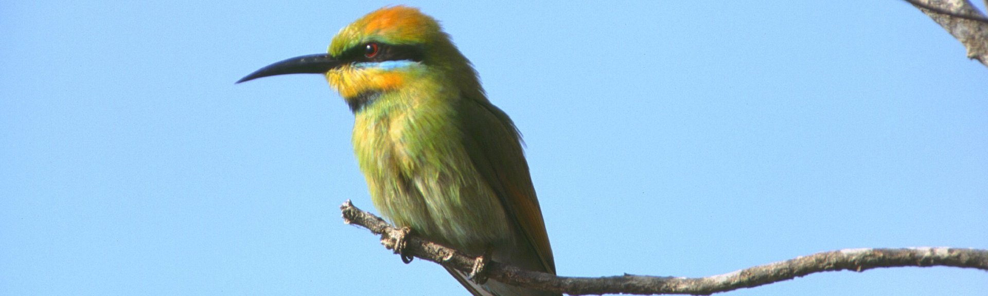Rainbow bee-eater. Photo: Brian Furby