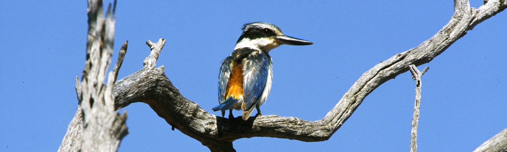 Red-backed kingfisher. Photo: Brian Furby