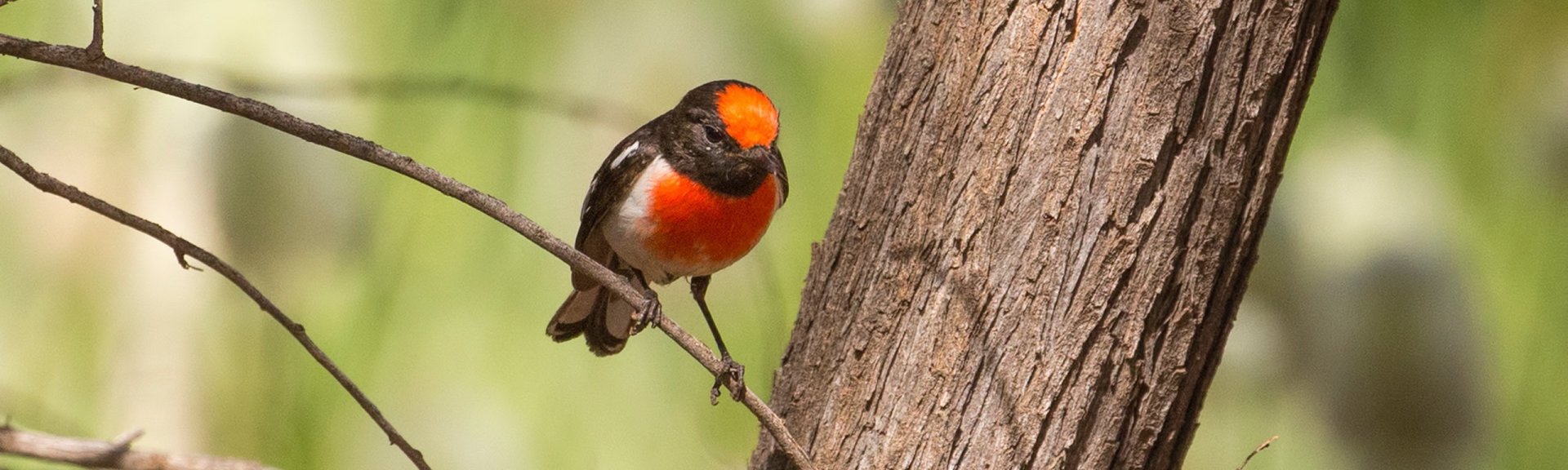 Male red-capped robin. Photo: Maree Clout