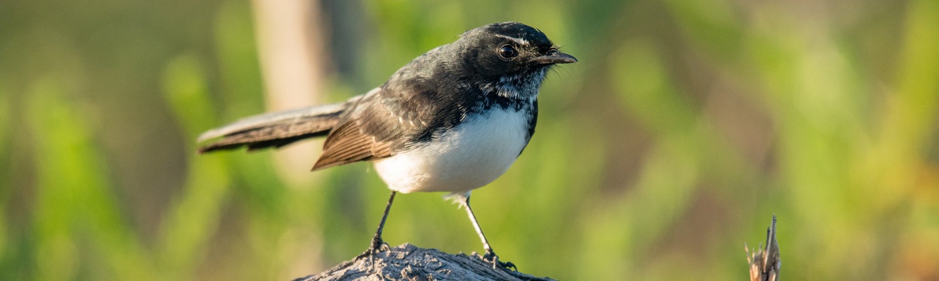 Willie wagtail. [Photo](https://www.flickr.com/photos/paul_e_balfe/34012707775): [Paul Balfe](https://www.flickr.com/photos/paul_e_balfe/) / [CC BY 2.0](https://creativecommons.org/licenses/by/2.0/)