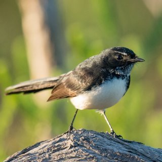 Willie wagtail. Photo: Paul Balfe / CC BY 2.0
