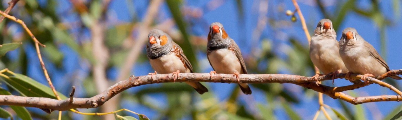 Zebra finches. [Photo](https://www.flickr.com/photos/jim_bendon_1957/7325901122/in/album-72157630023734822/): [Jim Bendon](https://www.flickr.com/photos/jim_bendon_1957/) / [CC BY-SA 2.0](https://creativecommons.org/licenses/by-sa/2.0/)