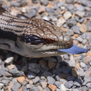 A lungkata (blue-tongue lizard). Photo: Rod Waddington / CC BY-SA 2.0