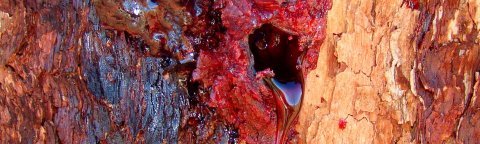 bloodwood uluru bjrn trrissen bleeding