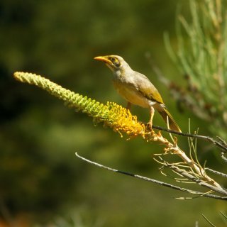 Honey grevillea with yellow-throated miner