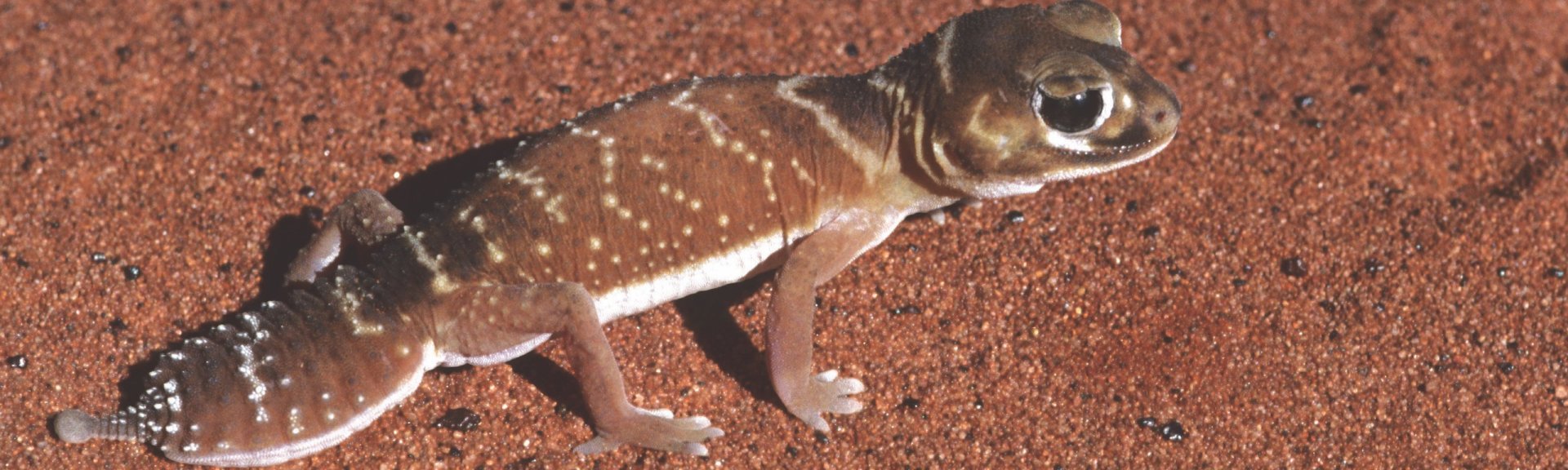 Knob-tailed gecko. Photo: Stanley Breeden
