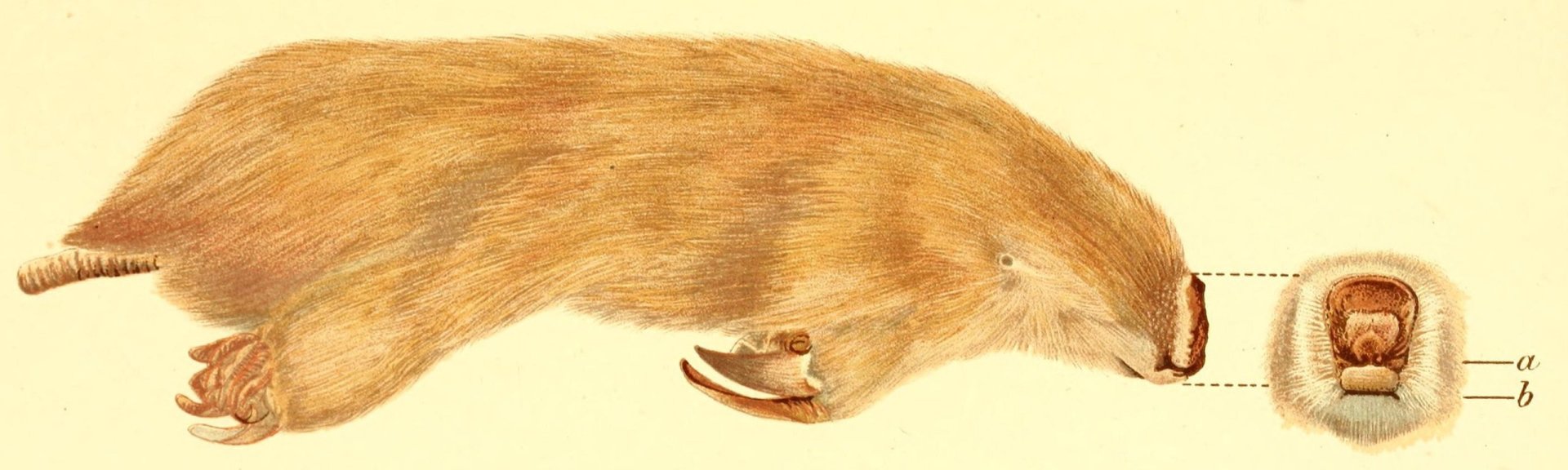 19th-century lithograph of southern marsupial mole. Drawing by Rosa Catherine Fiveash