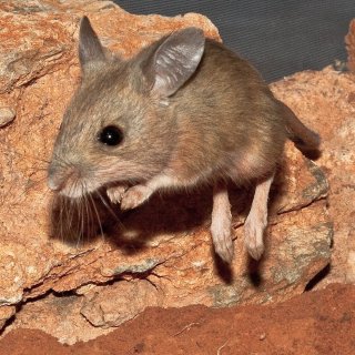 Spinifex hopping mouse on the move. Photo: Michael Sale / CC BY-NC 2.0