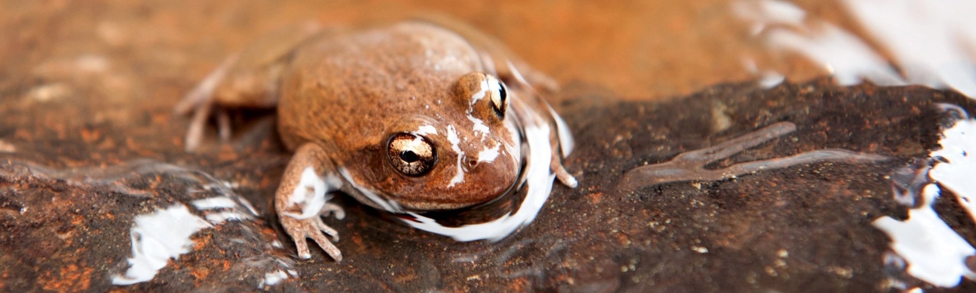 Water-holding frog. Photo: Tourism Australia