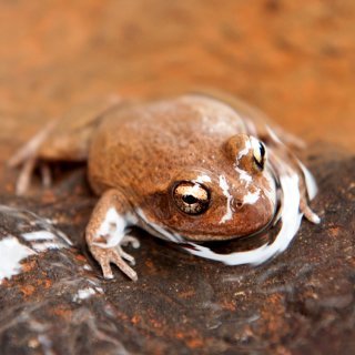 Water-holding frog. Photo: Tourism Australia