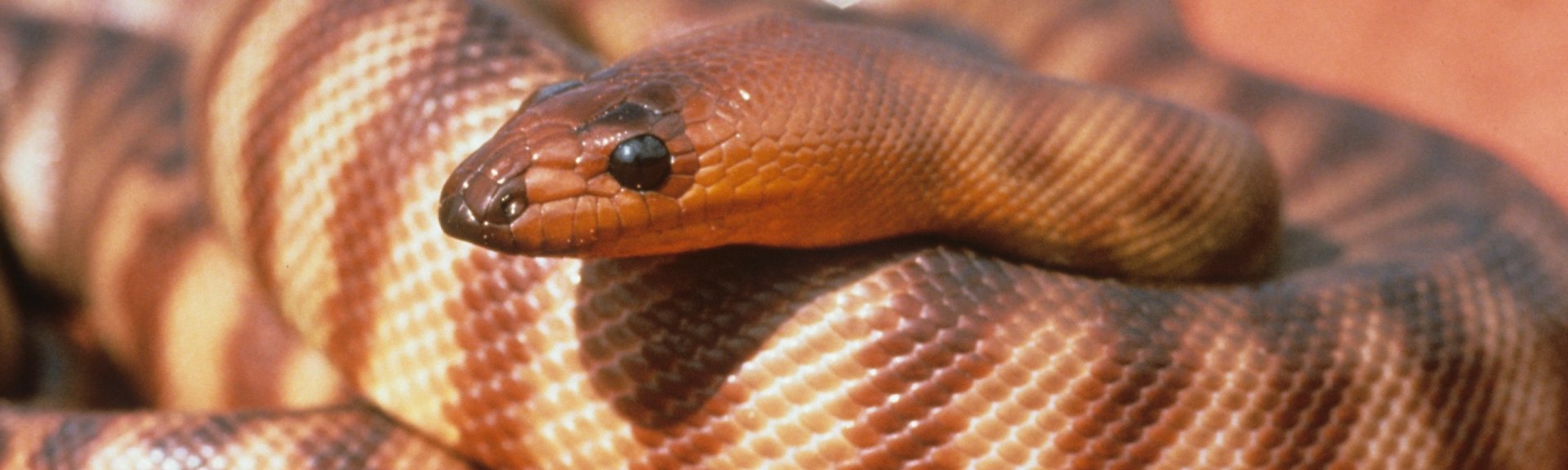 Woma python. Photo: Stanley Breeden