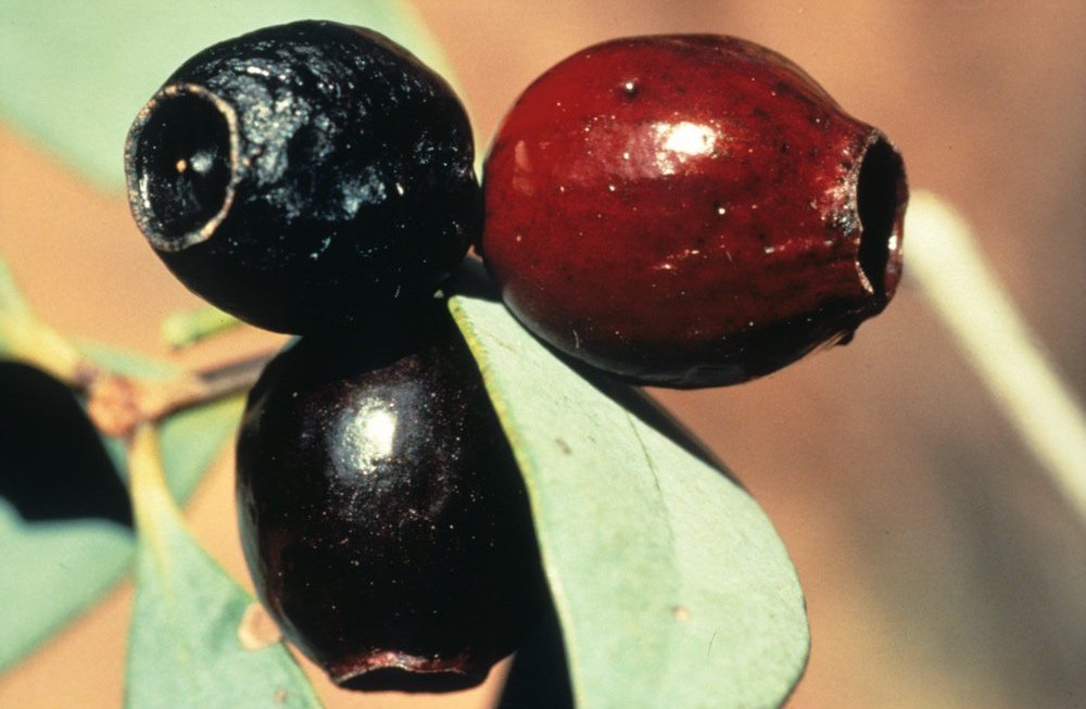 Close-up of bush plum fruits
