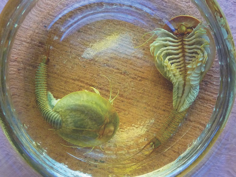  Deux crevettes bouclier dans un récipient en verre 